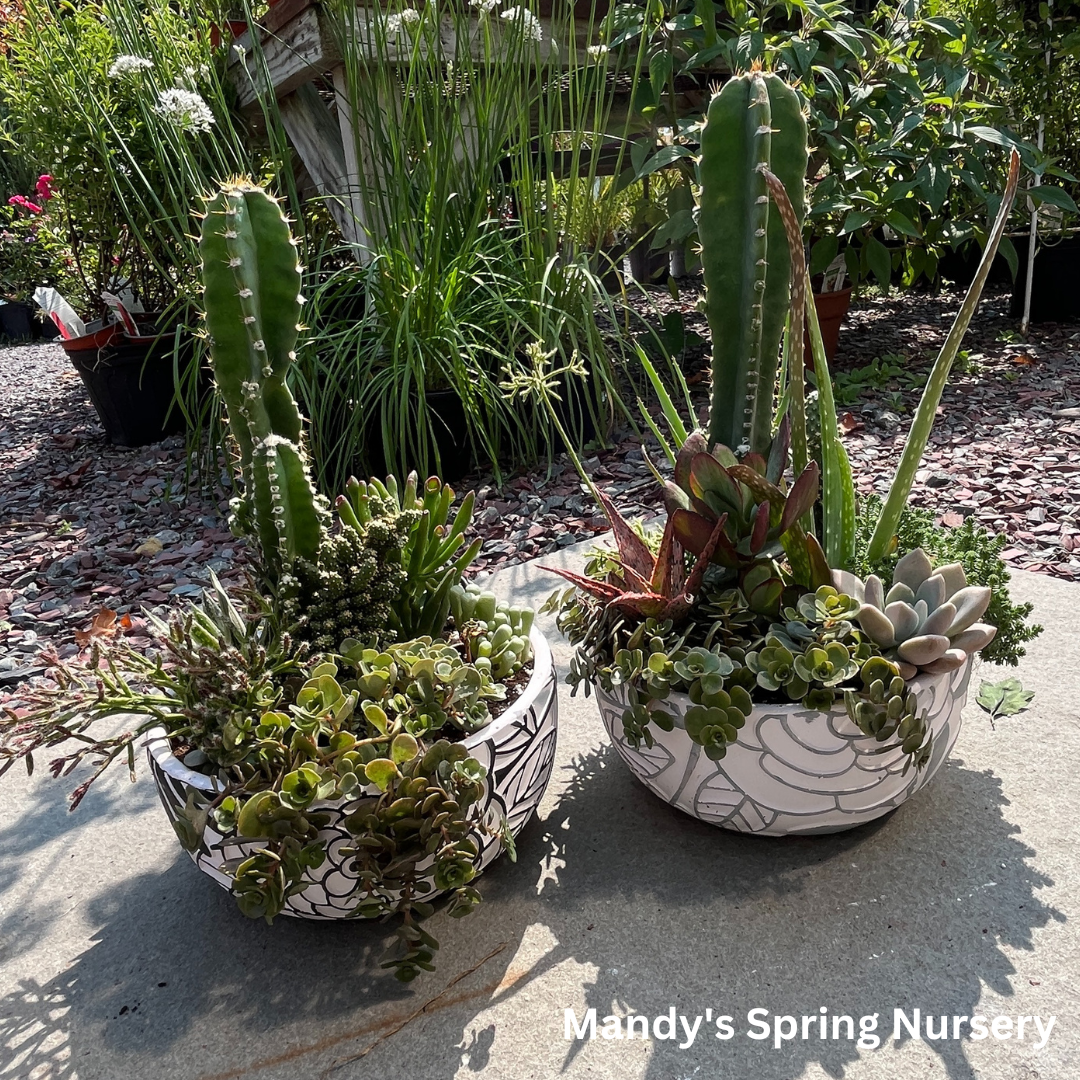 Succulent Decorative Bowl