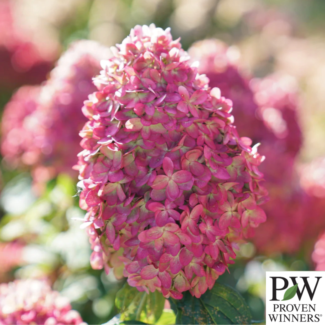 Limelight Prime Hydrangea | Hydrangea paniculata