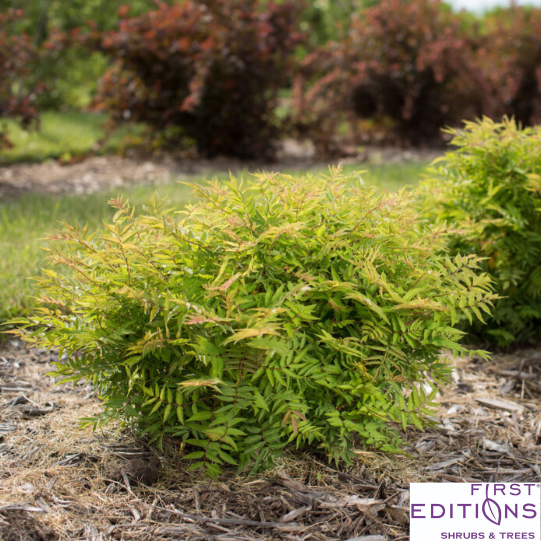 Matcha Ball Ash Leaf Spirea | Sorbaria sorbifolia