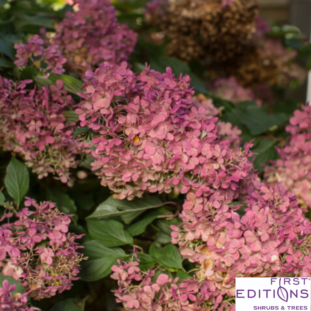 Vanilla Strawberry Hydrangea | Hydrangea paniculata