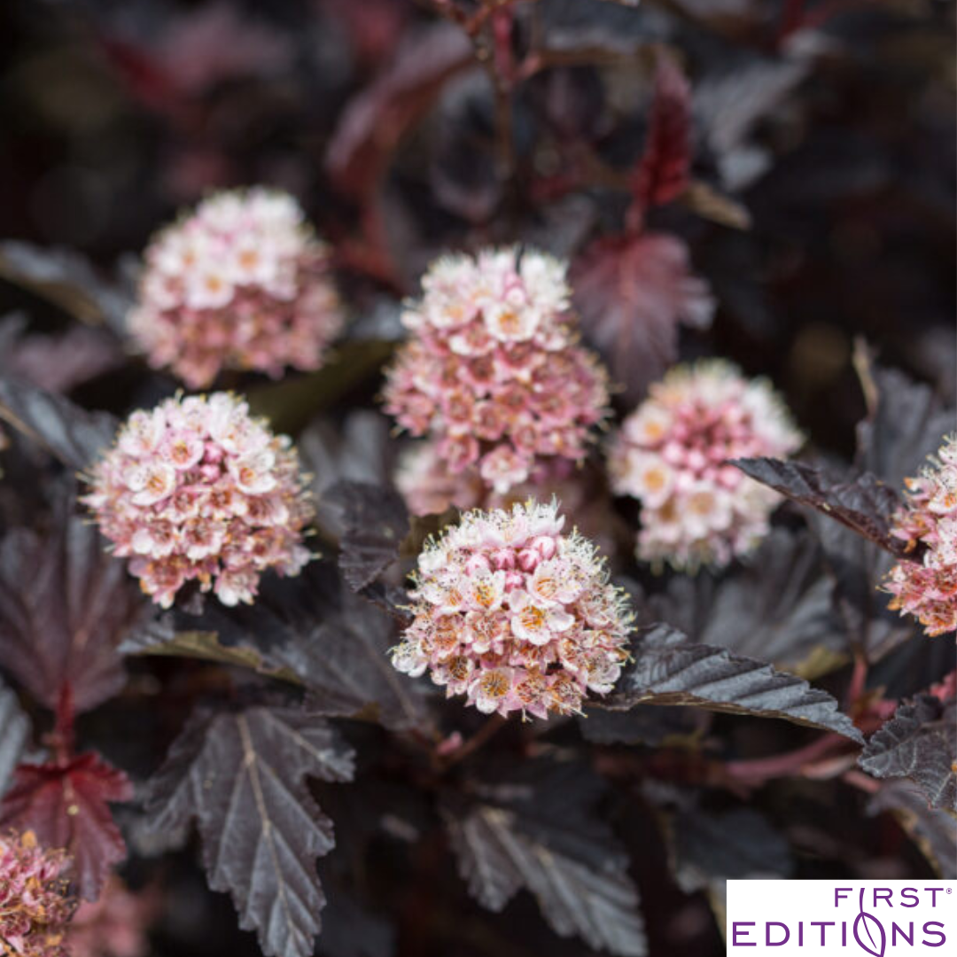 Fireside® Ninebark | Physocarpus opulifolius