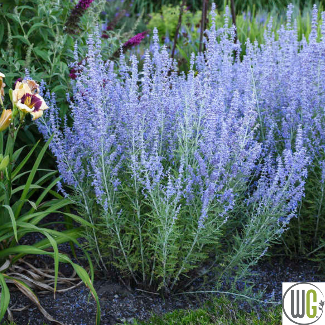 'Blue Jean Baby' Russian Sage | Perovskia atriplicifolia