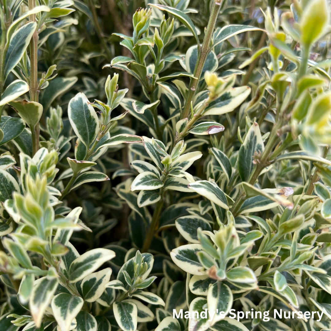 Variegated Boxwood | Buxus variegata