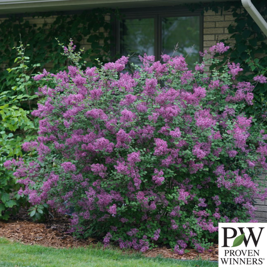Bloomerang Dark Purple Reblooming Lilac | Syringa