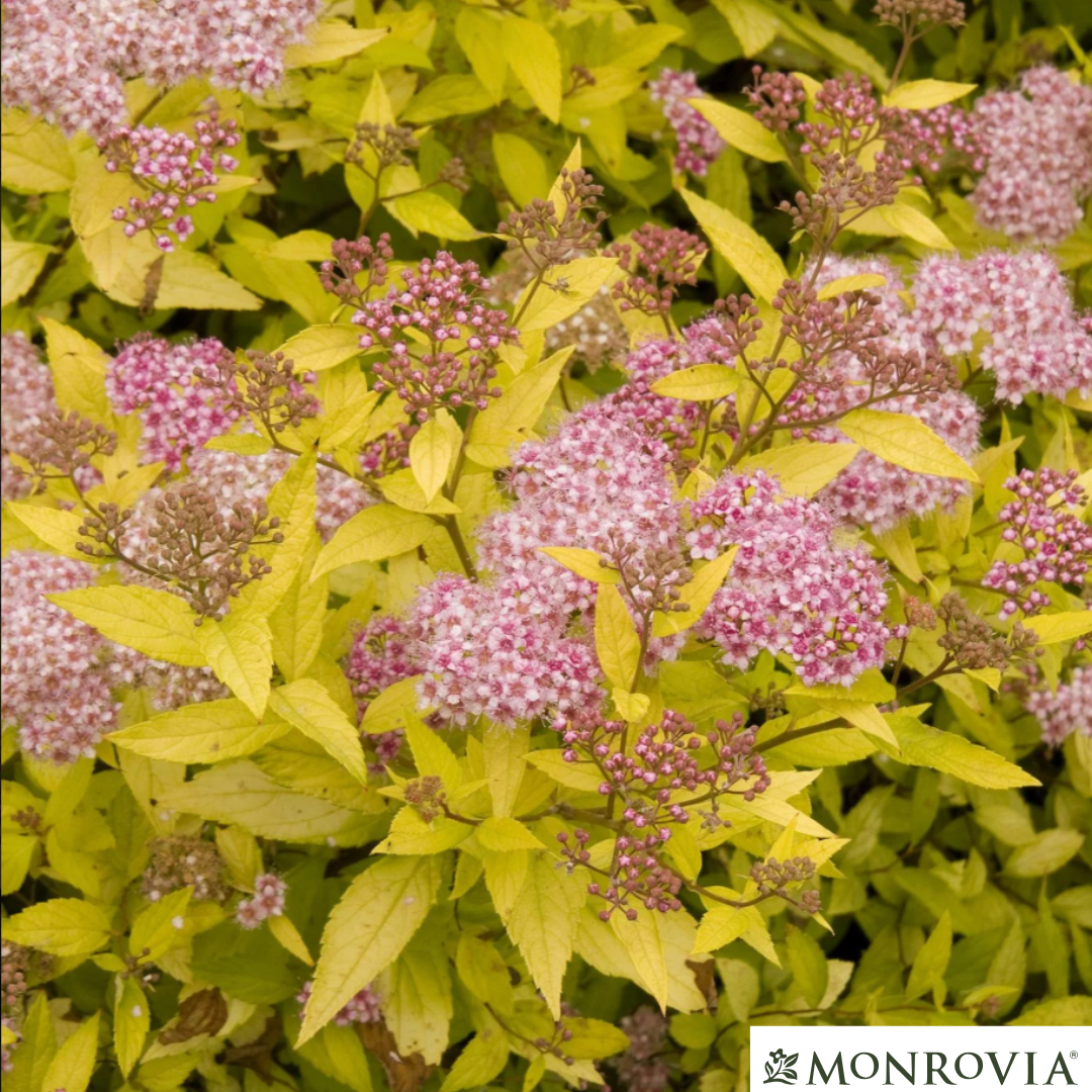 Magic Carpet Spirea | Spirea japonica