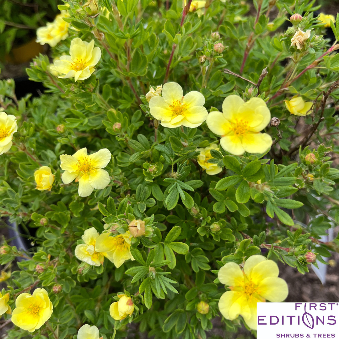 Lemon Meringue Potentilla | Potentilla fruticosa