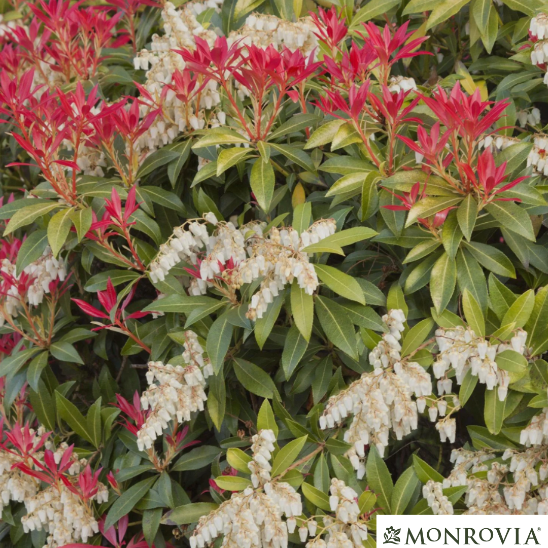 'Mountain Fire' Pieris | Pieris japonica