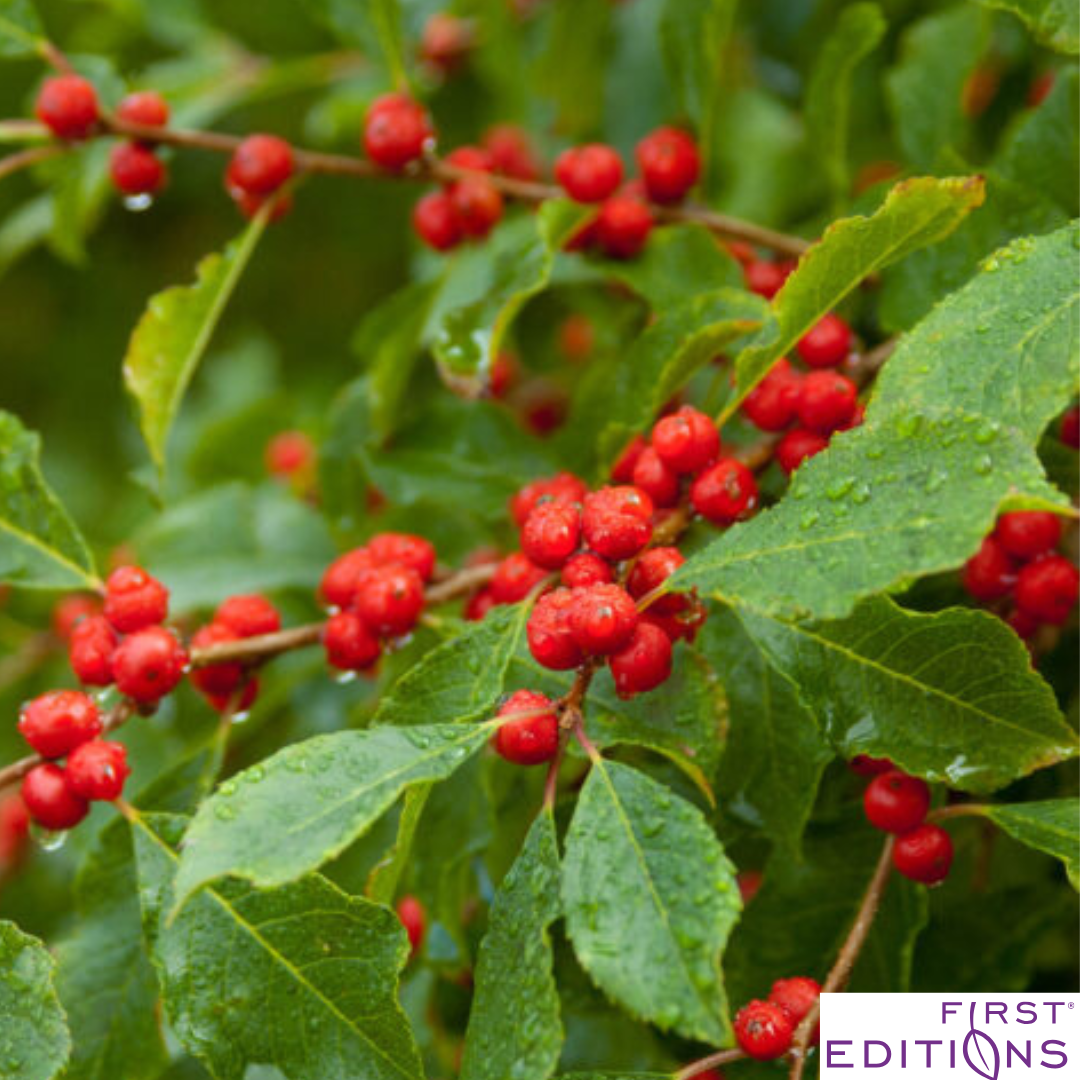 Wildfire™ Winterberry | Ilex verticillata