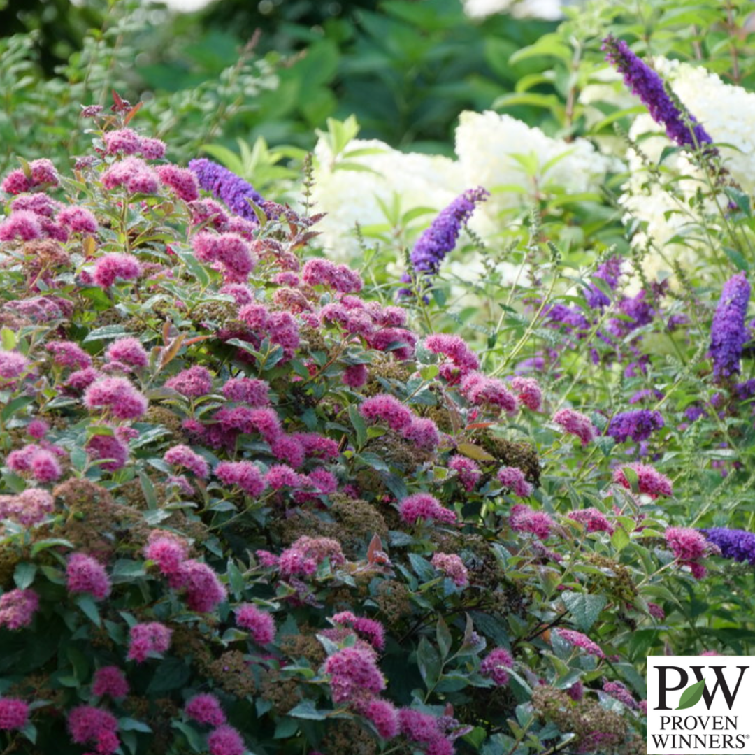 Double Play Doozie® Spirea | Spiraea japonica
