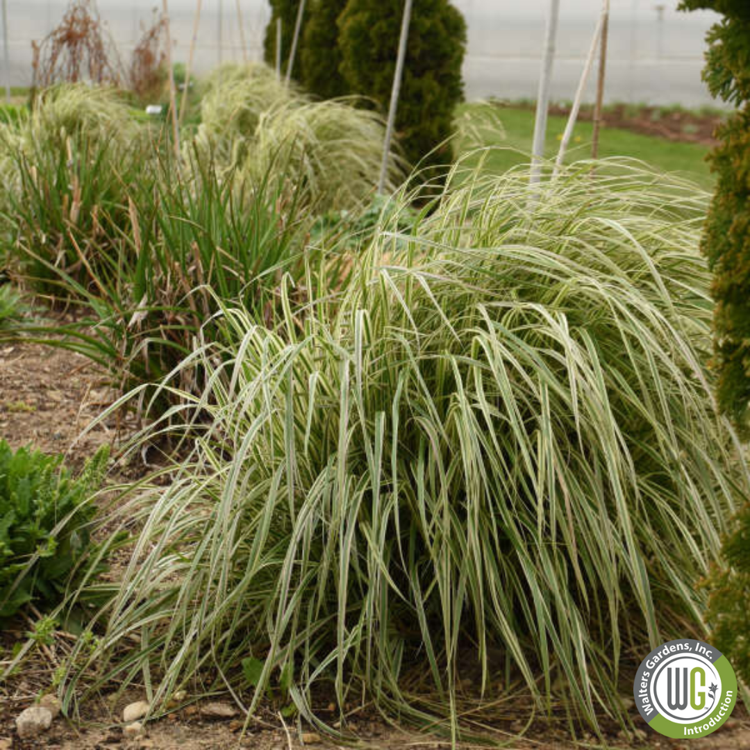 Hello Spring™' Feather Reed Grass | Calamagrostis acutiflora Hello Spring!™