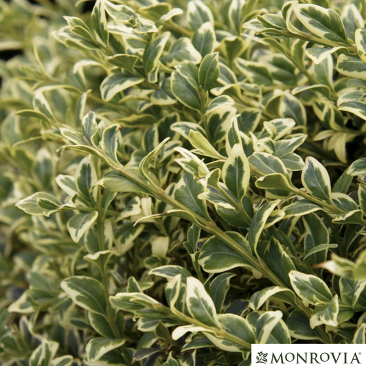 Variegated Boxwood | Buxus variegata