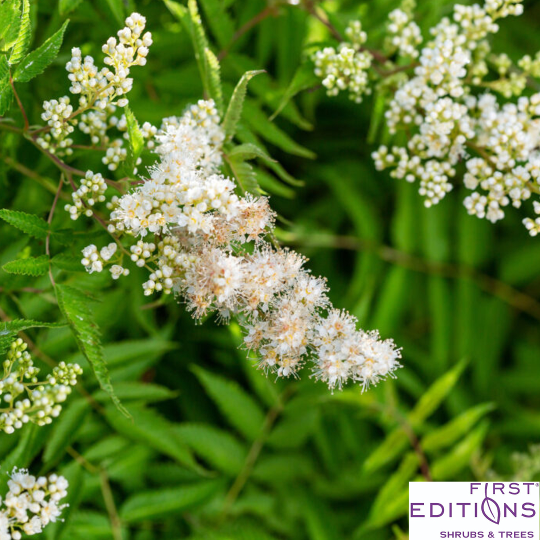 Matcha Ball Ash Leaf Spirea | Sorbaria sorbifolia