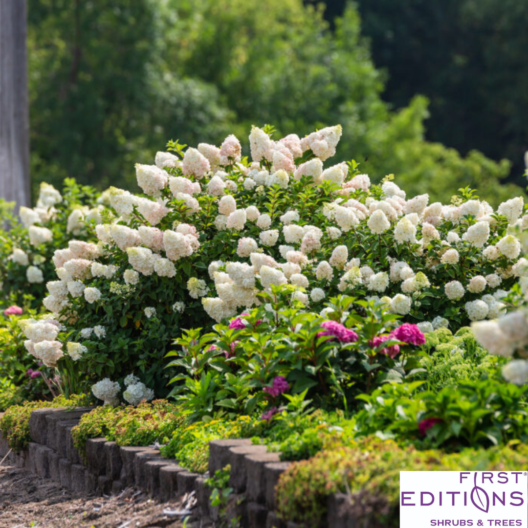 Strawberry Sundae Hydrangea | Hydrangea paniculata