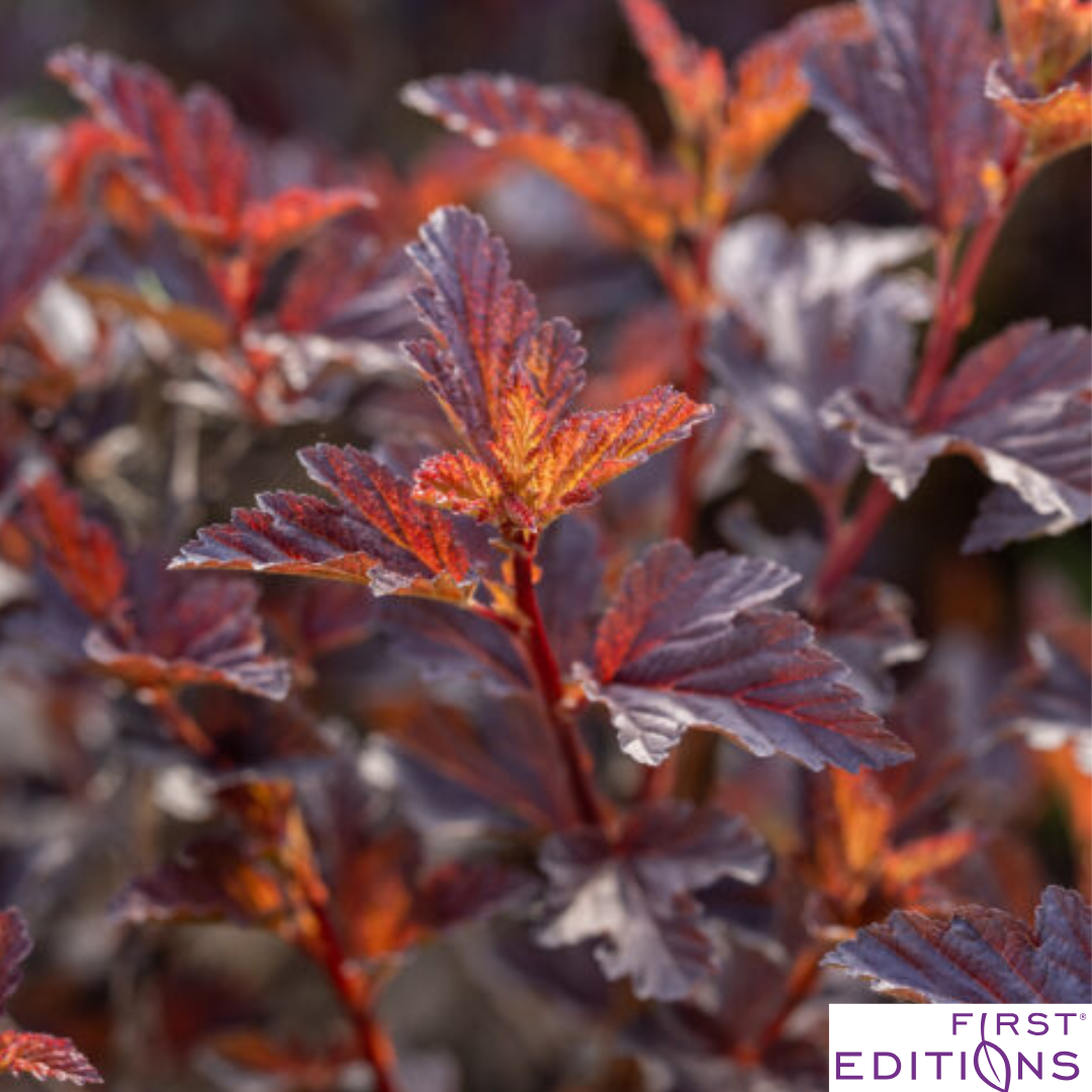 Fireside® Ninebark | Physocarpus opulifolius