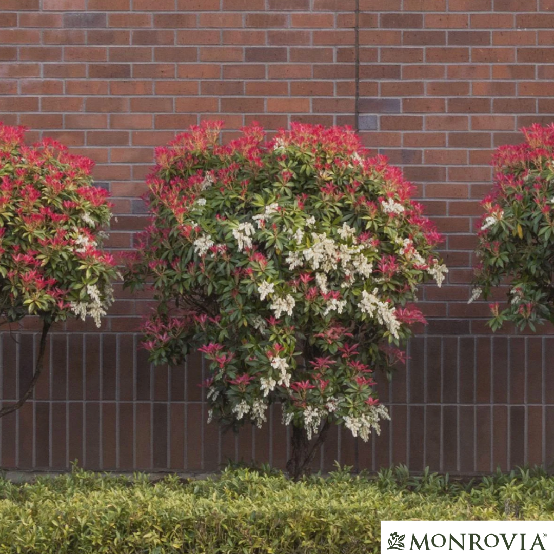 'Mountain Fire' Pieris | Pieris japonica