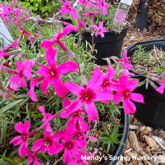 'Red Wing' Creeping Phlox | Phlox subulata