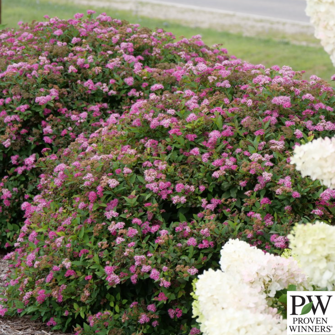 Double Play Doozie® Spirea | Spiraea japonica