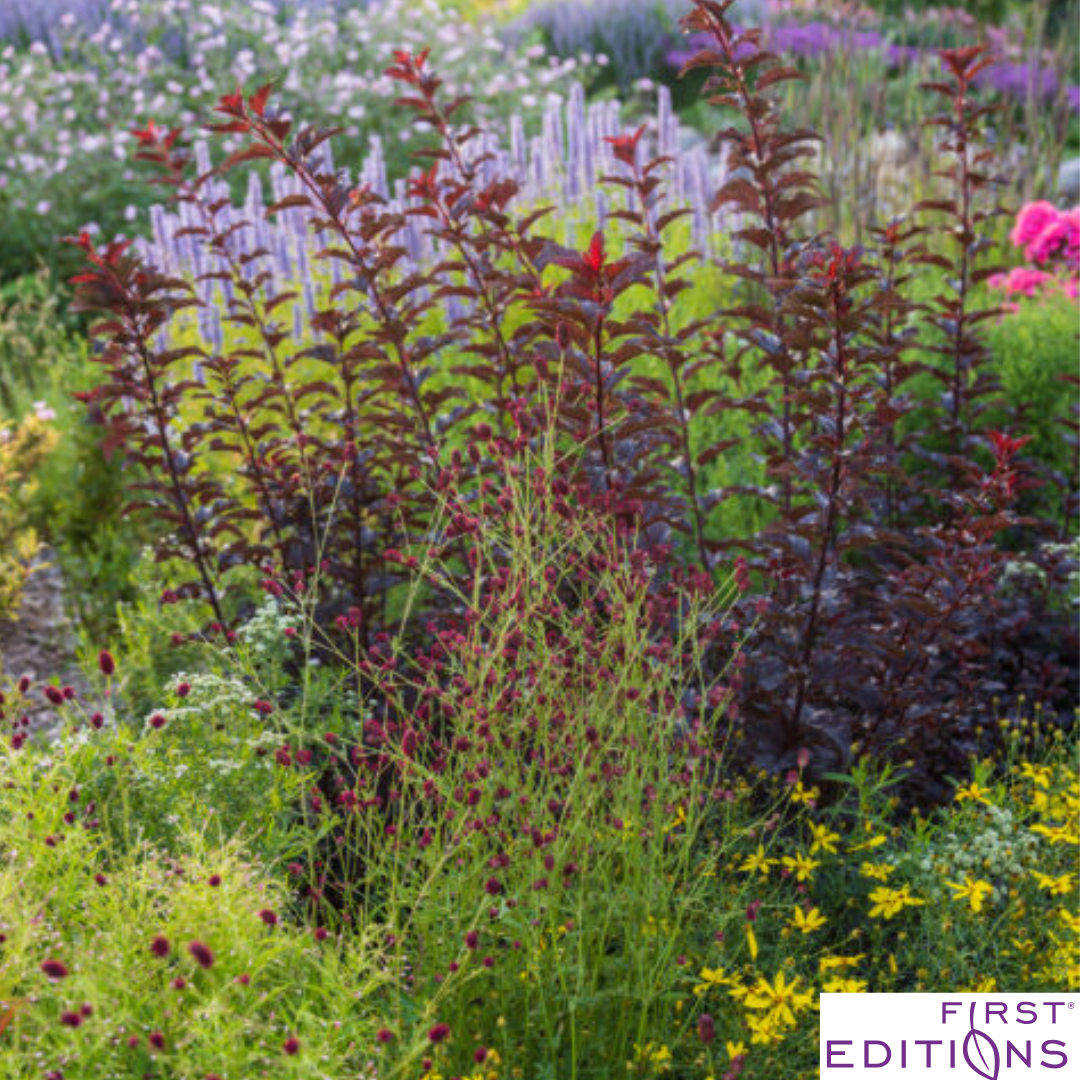 Fireside® Ninebark | Physocarpus opulifolius
