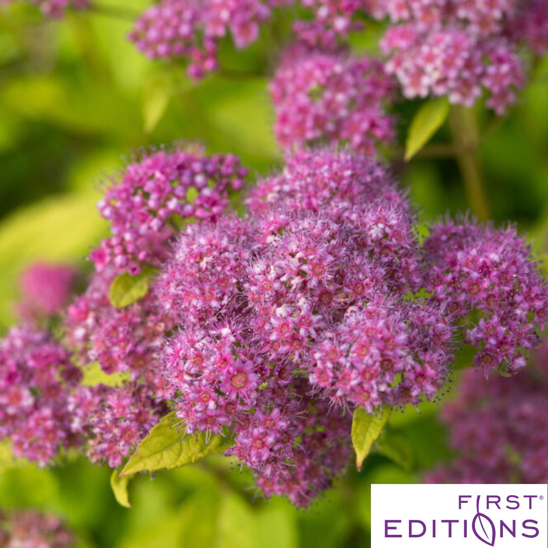 Little Spark Spirea | Spiraea japonica