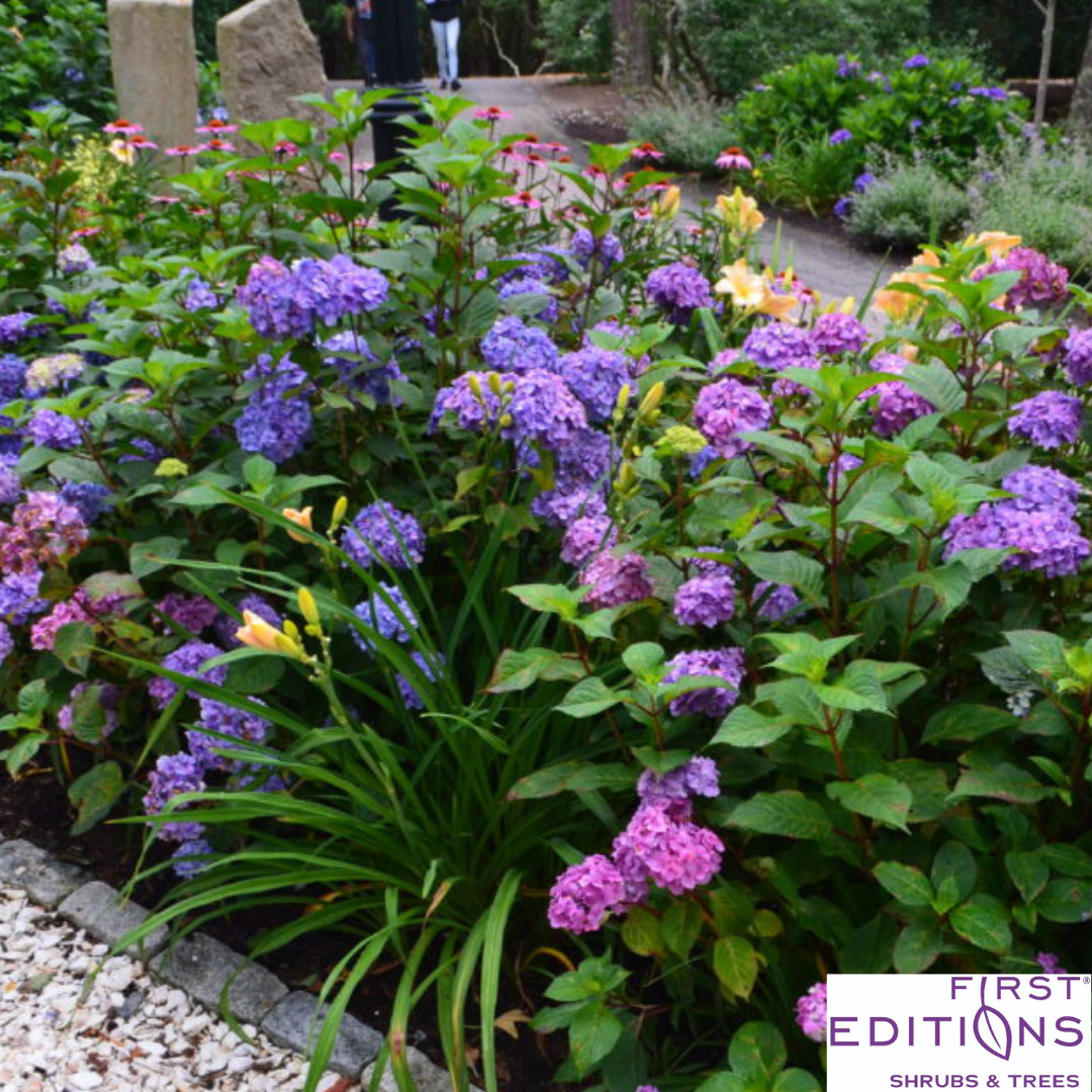 BloomStruck Reblooming Bigleaf Endless Summer® Hydrangea | Hydrangea macrophylla