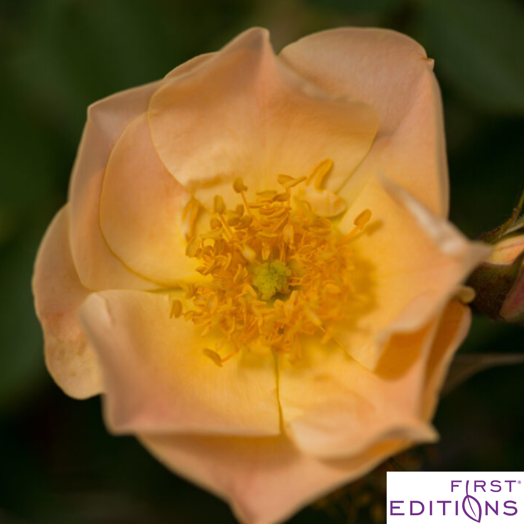 Above and Beyond™ Rose | Rosa