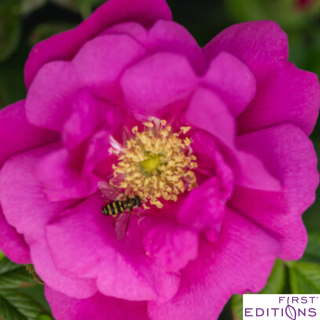 Lotty's Love Rugosa Rose | Rosa rugosa