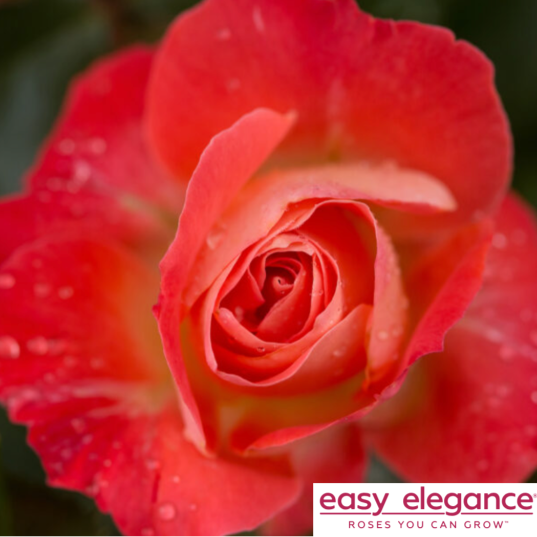 Coral Cove Easy Elegance Rose | Rosa