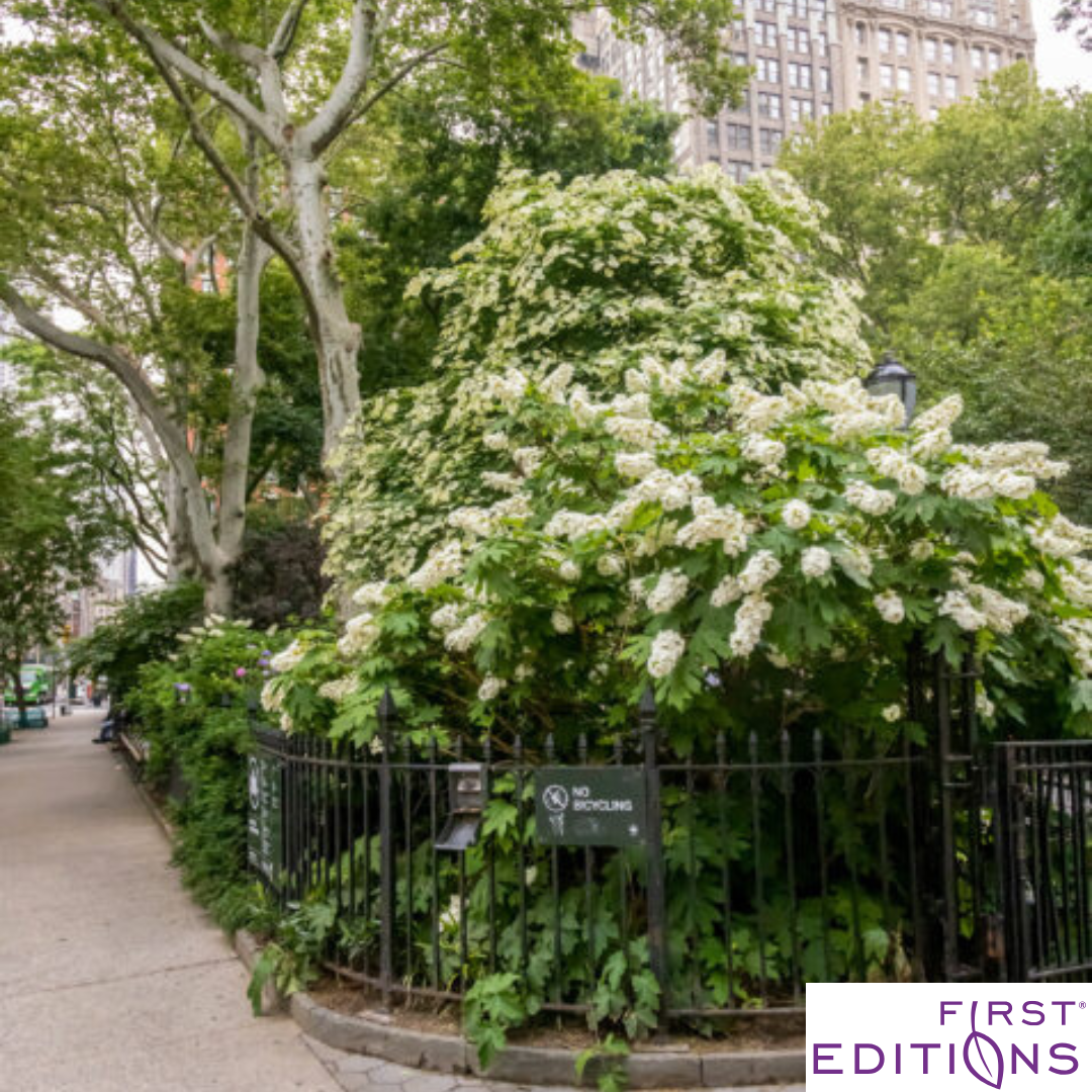 Jetstream Oakleaf Hydrangea | Hydrangea quercifolia
