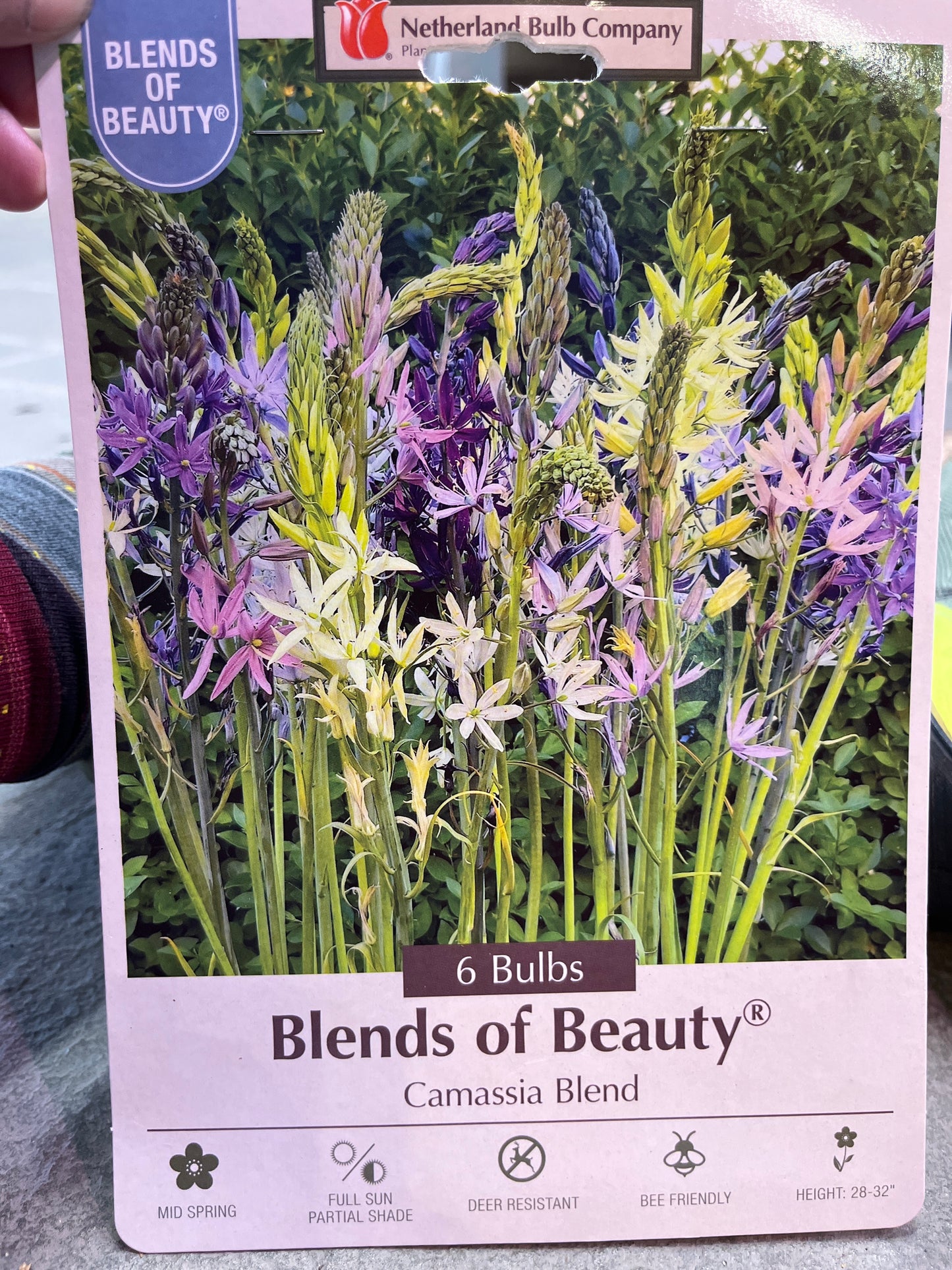 Blends of Beauty Camassia Blend 6 bulbs
