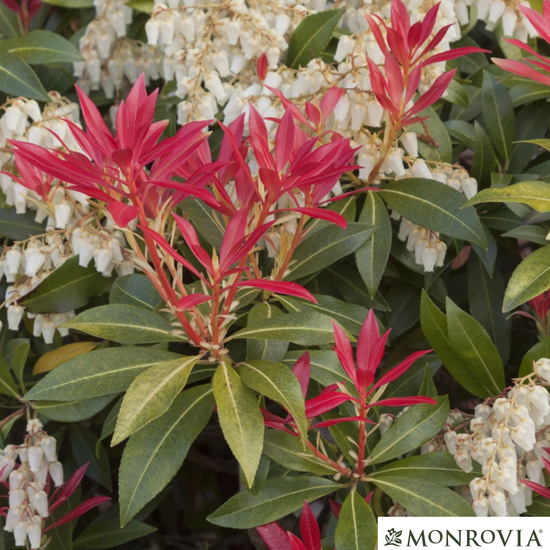 'Mountain Fire' Pieris | Pieris japonica