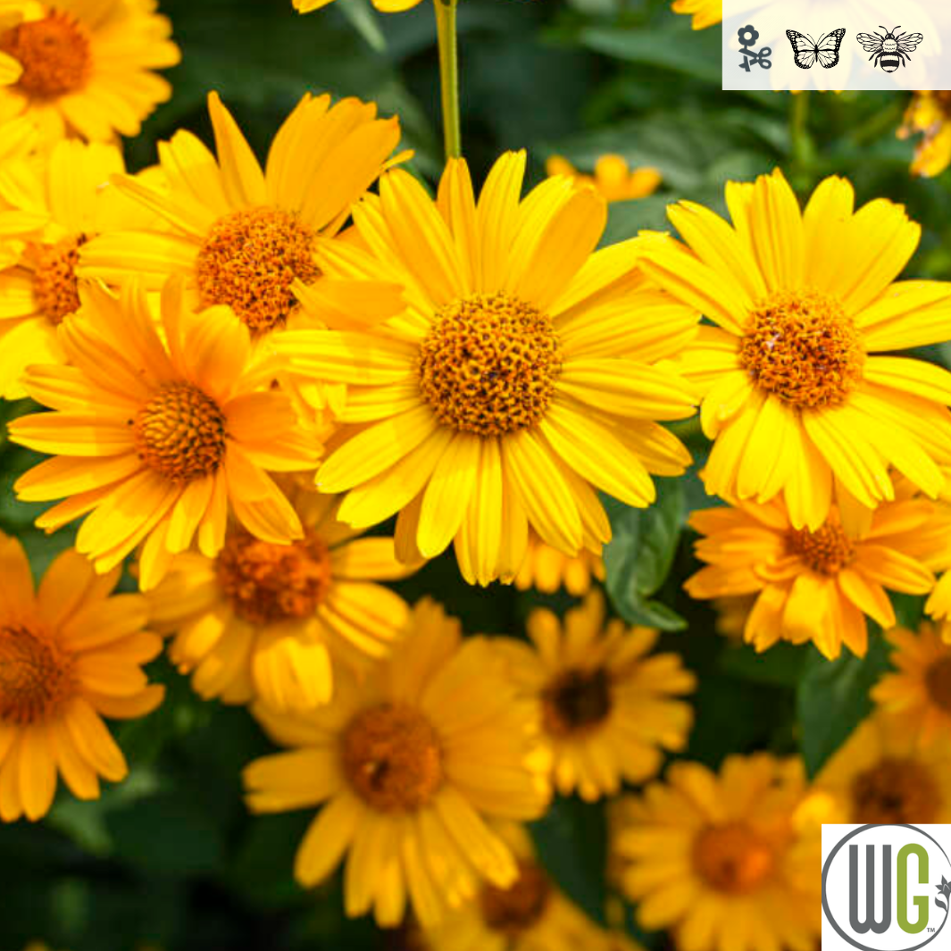 'Tuscan Sun' False Sunflower | Heliopsis helianthoides