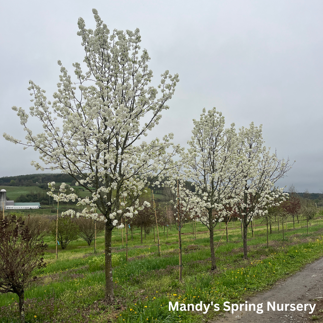 Aristocrat Pear | Pyrus calleryana 'Aristocrat'