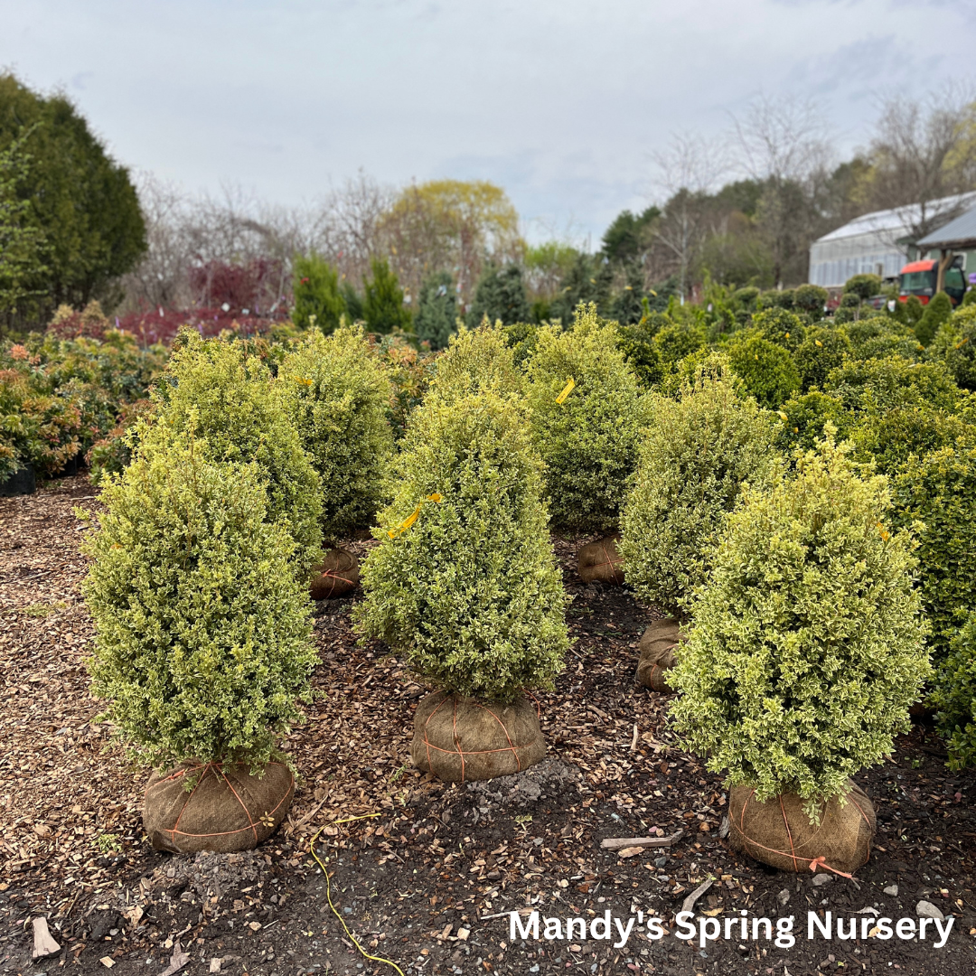 Variegated Boxwood | Buxus variegata