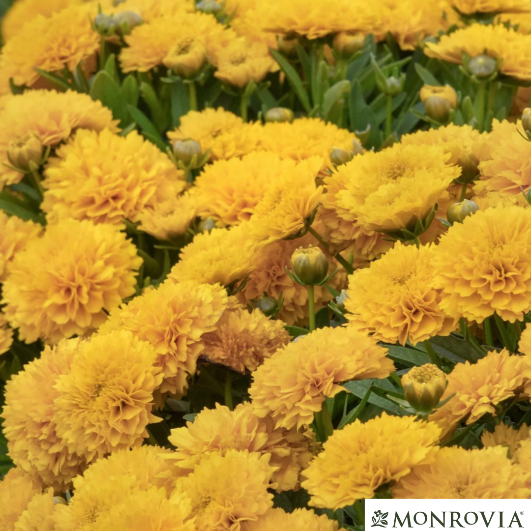Solanna™ Golden Sphere Tickseed | Coreopsis