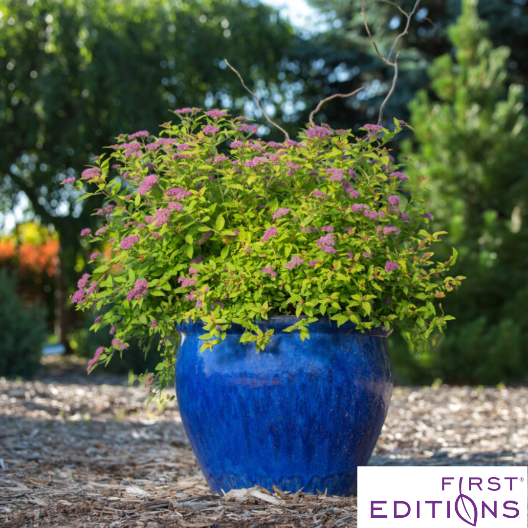 Little Spark Spirea | Spiraea japonica
