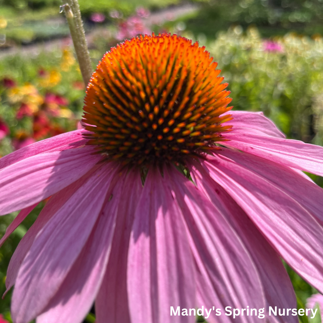 'Magnus' Coneflower | Echinacea purpurea 'Magnus'