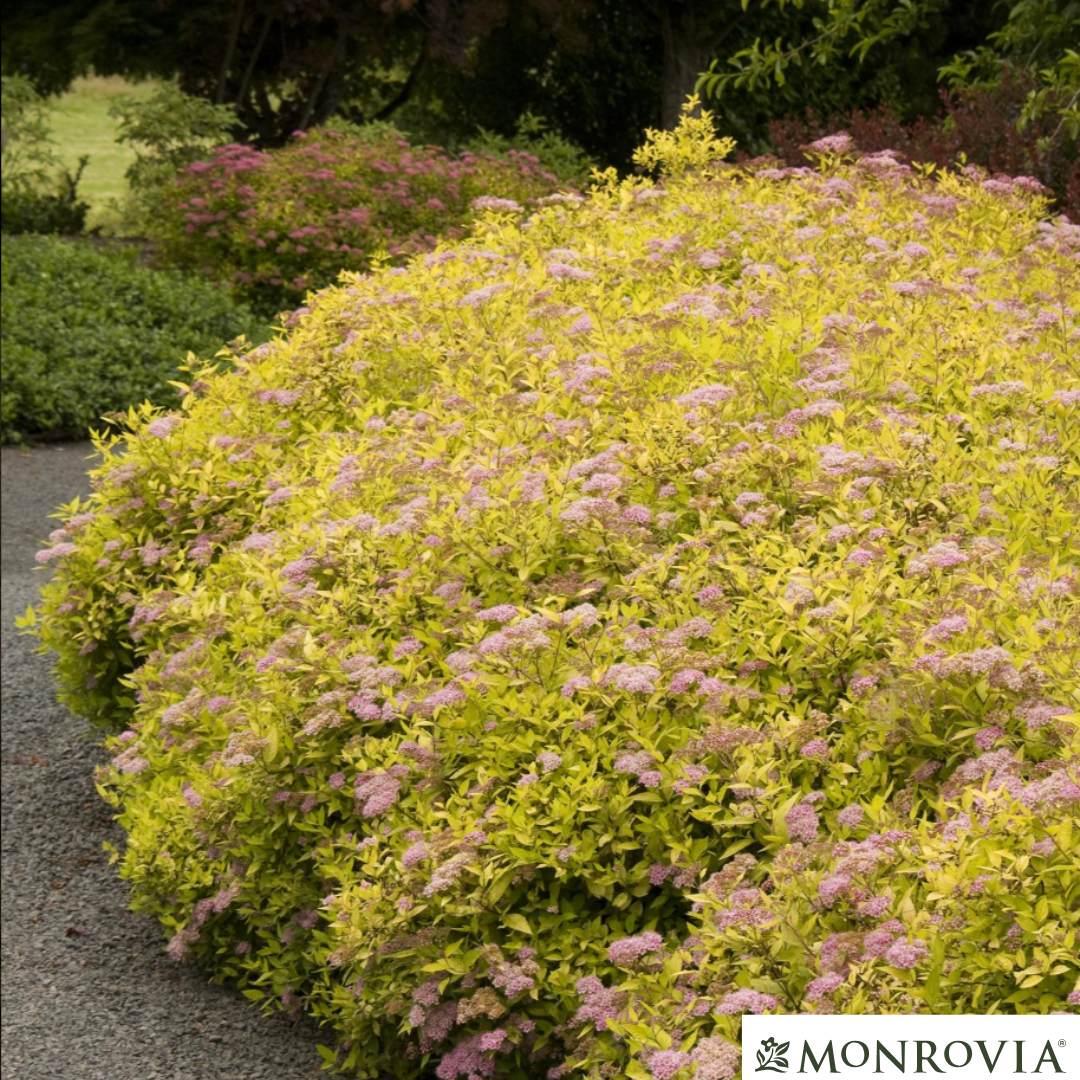 Magic Carpet Spirea | Spirea japonica
