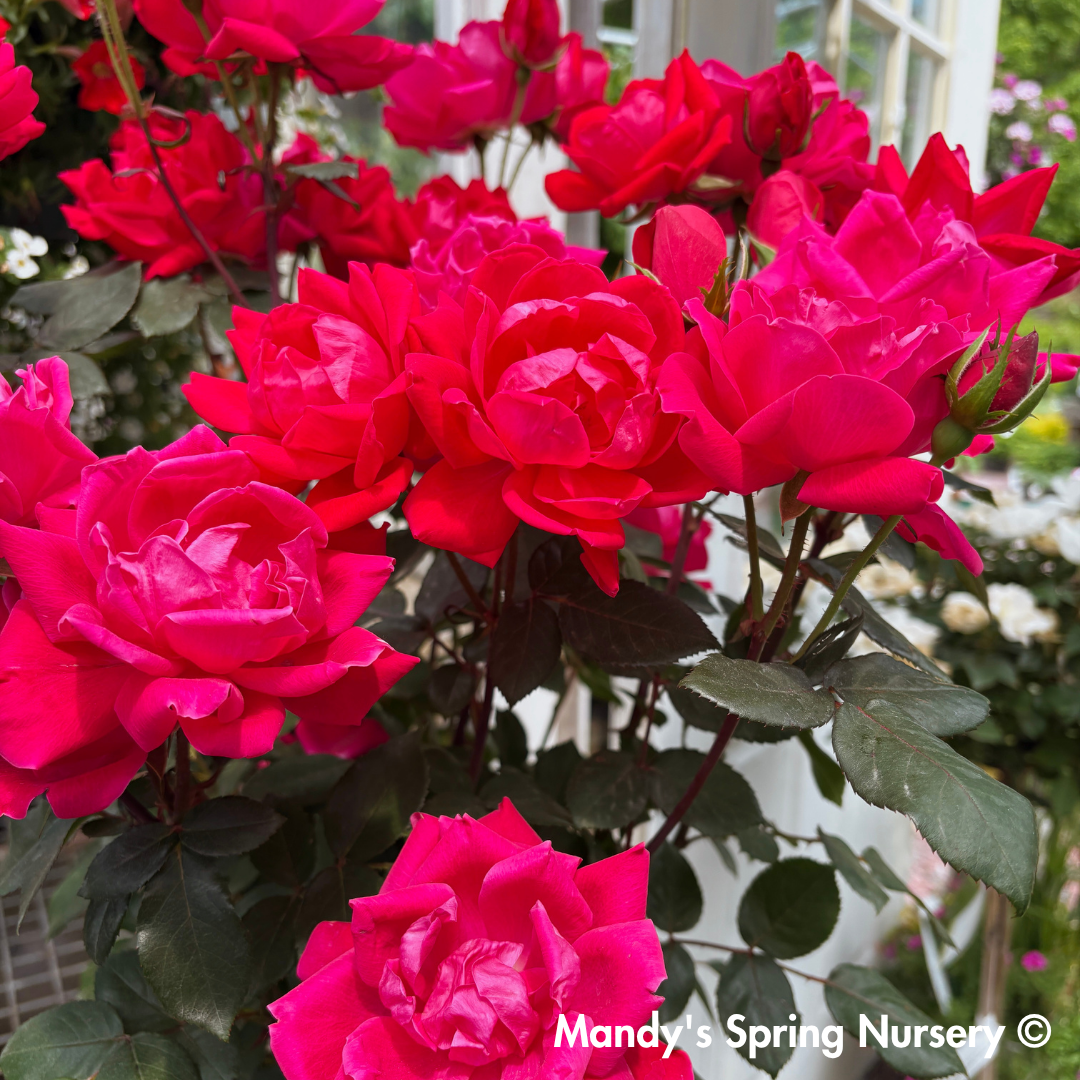 Red Double Knock Out Rose Tree-Form | Rosa