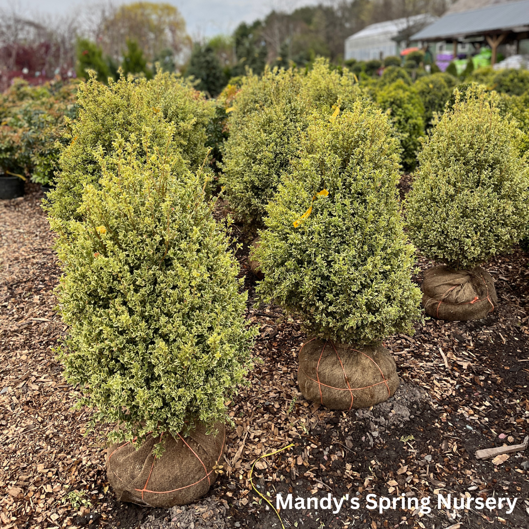 Variegated Boxwood | Buxus variegata