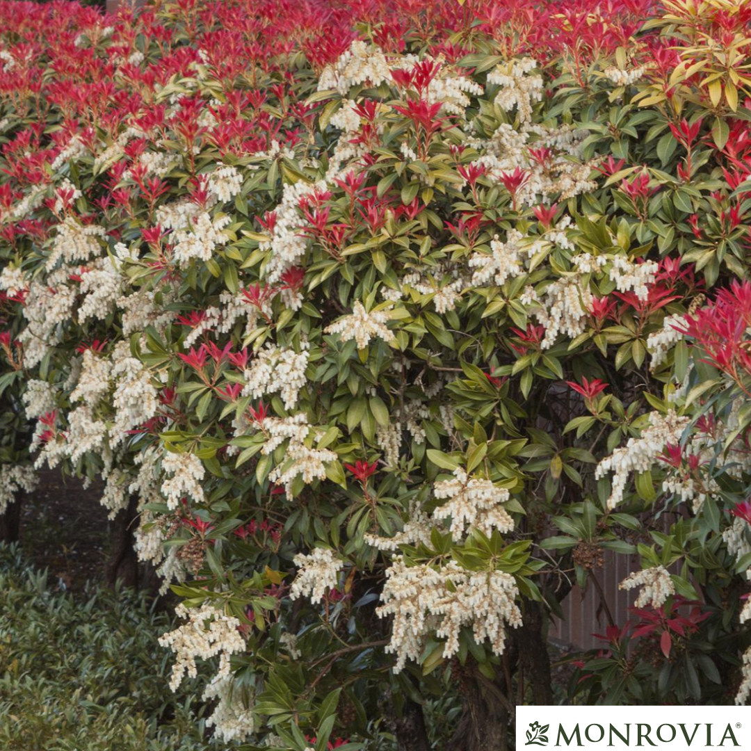'Mountain Fire' Pieris | Pieris japonica