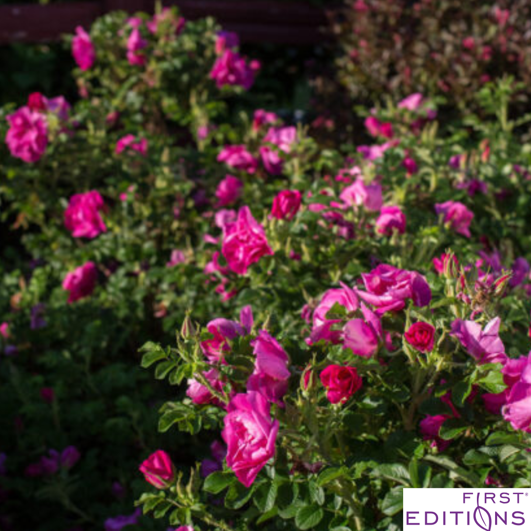 Lotty's Love Rugosa Rose | Rosa rugosa