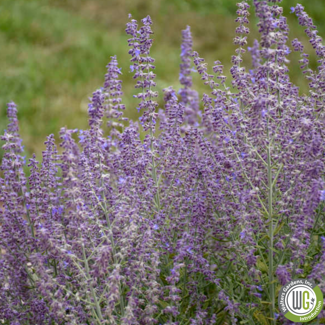 'Sage Advice' Russian Sage | Perovskia atriplicifolia 'Sage Advice'