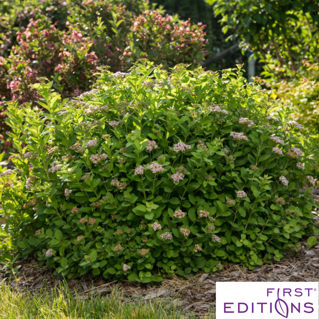 Pink Sparkler Birchleaf Spirea | Spiraea betulifolia