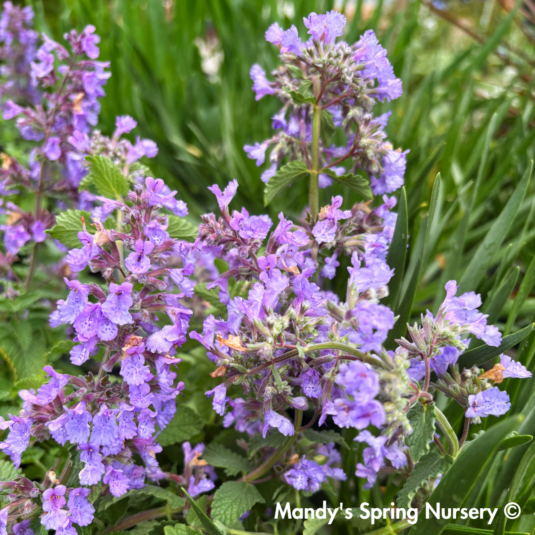 'Picture Purrfect' Catmint | Nepeta - Monrovia