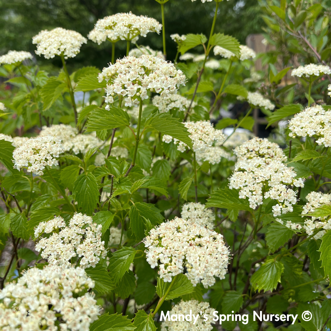 Blue Muffin Arrowwood Viburnum | Viburnum dentatum