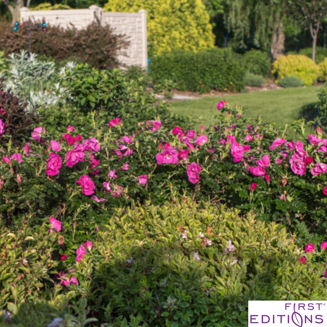 Lotty's Love Rugosa Rose | Rosa rugosa