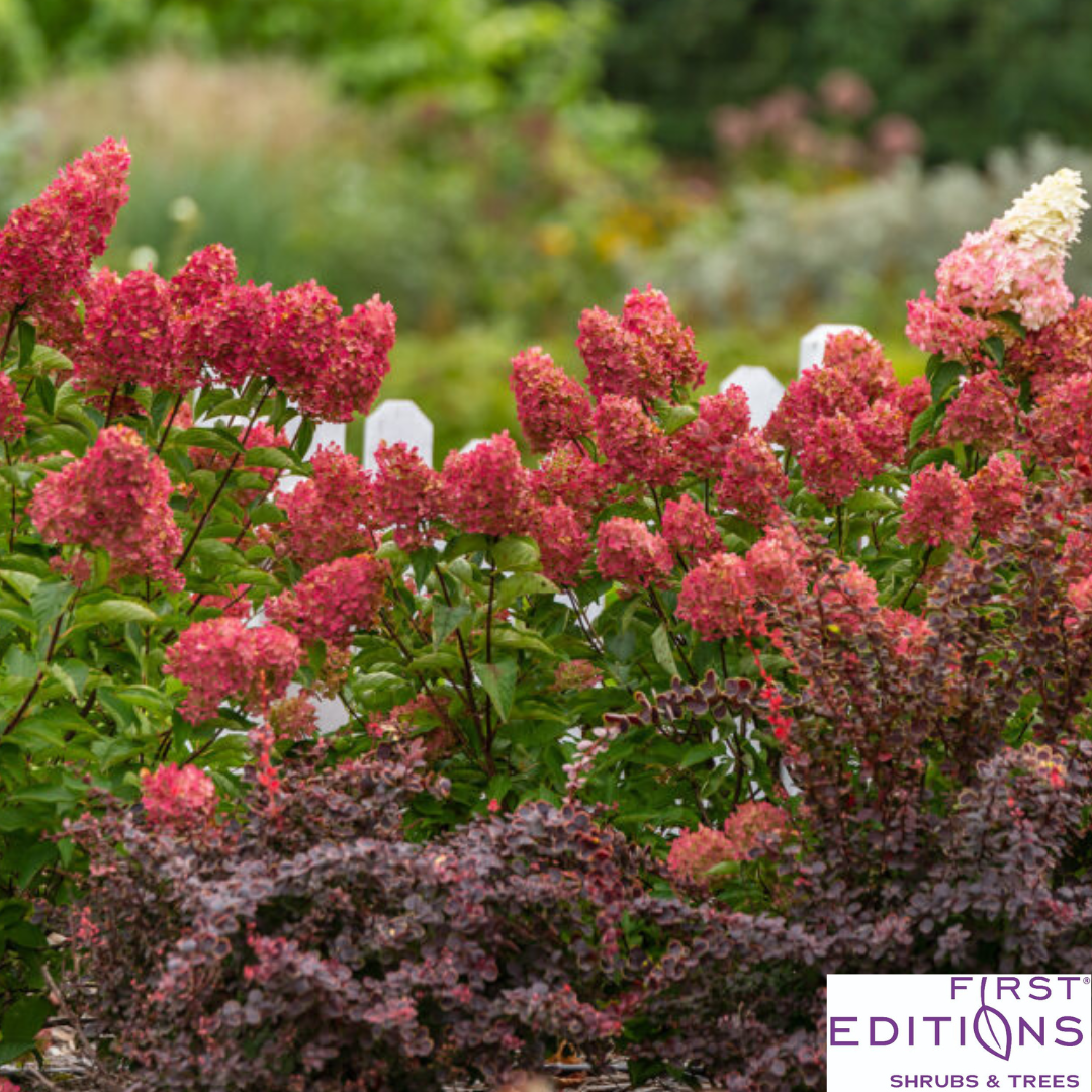 Berry White Hydrangea | Hydrangea paniculata