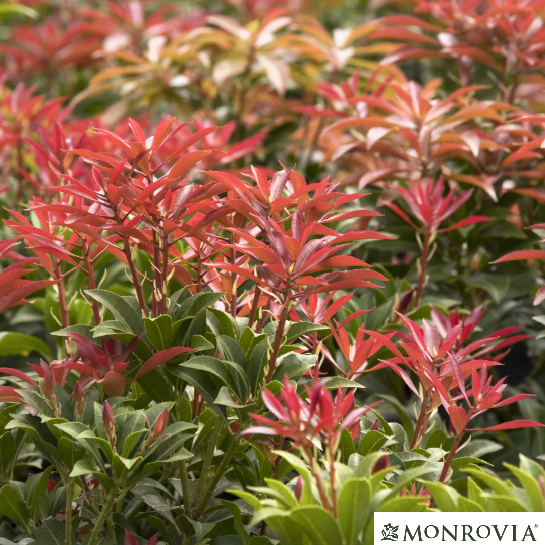 'Mountain Fire' Pieris | Pieris japonica