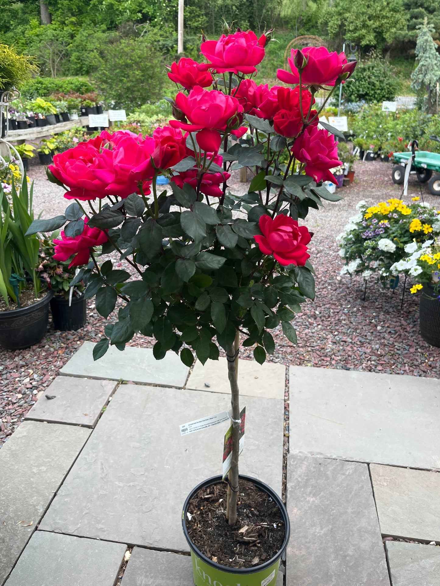 Double Pink Knock Out Rose Tree-Form | Rosa