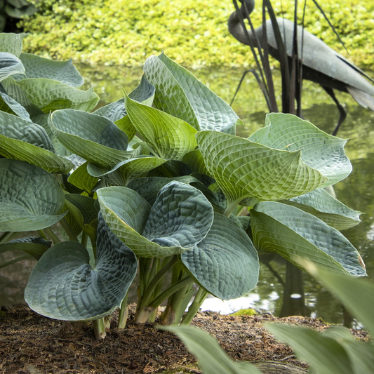 'Abiqua Drinking Gourd' Hosta